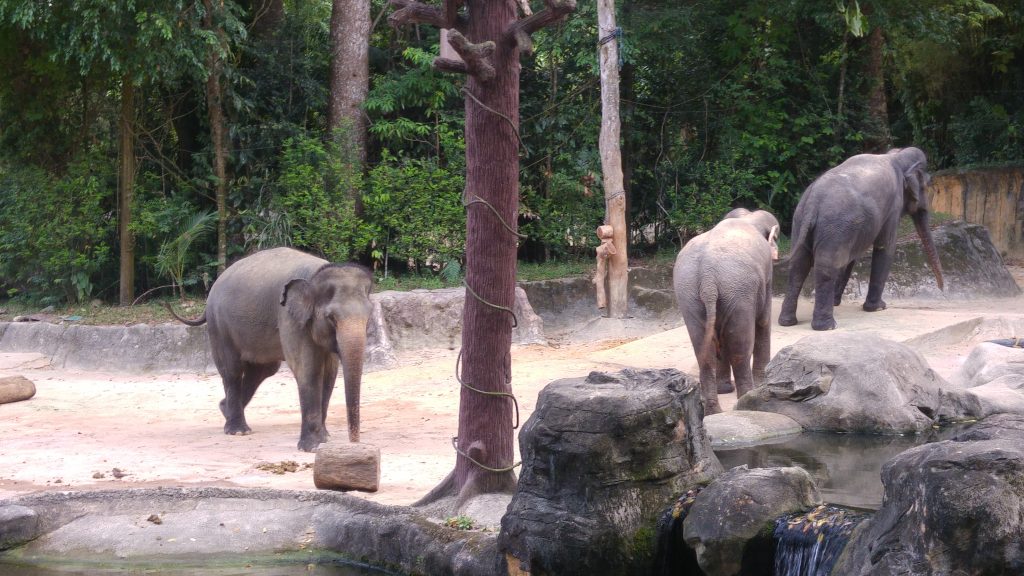 Zoo Singapur