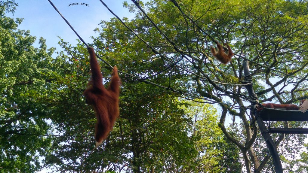 Orangutanes Zoo Singapur