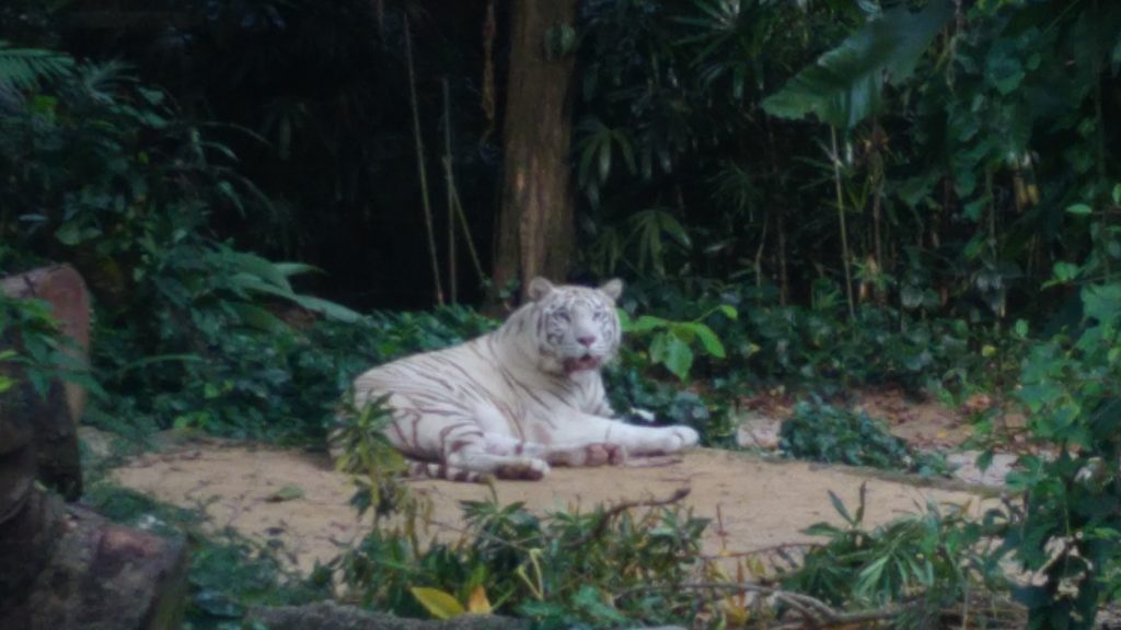 Tigre Blanco Zoo Singapur